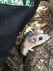 Peromyscus gambelii