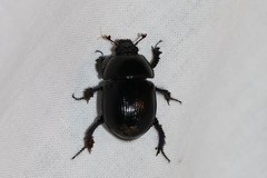 Geotrupes stercorarius