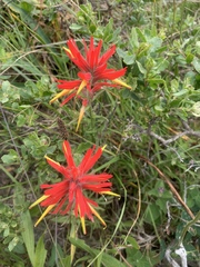 Castilleja subinclusa