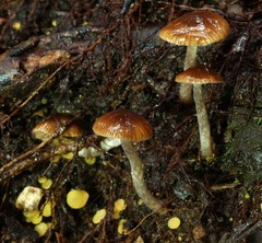 Cortinarius melimyxa