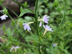 Scaevola angulata