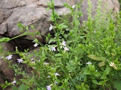Scaevola angulata