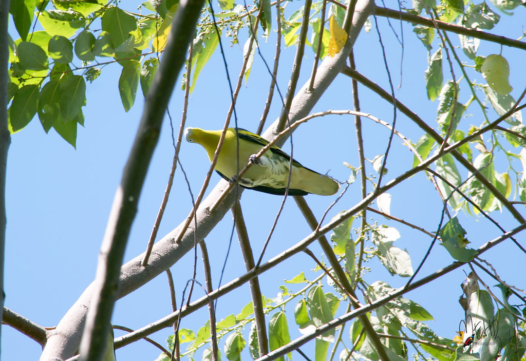 Buru Green-Pigeon (Treron aromaticus) photo