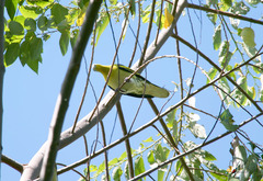 Buru Green-Pigeon photo 1