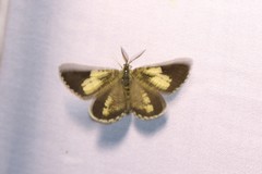 Bupalus piniaria