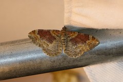 Xanthorhoe spadicearia