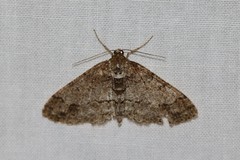Paradarisa consonaria