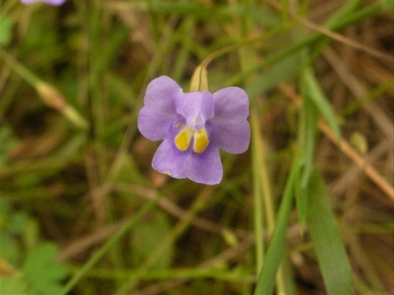 Uvedalia