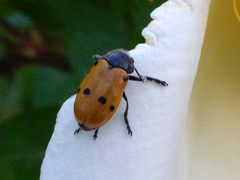 Lachnaia italica italica