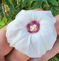 Distimake dissectus, photograph Scott Allen Davis, CC BY, iNaturalist via GBIF