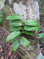 Ripogonum discolor