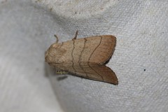 Charanyca trigrammica