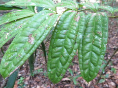 Ripogonum discolor