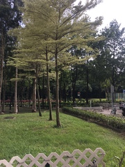 Terminalia molinetii