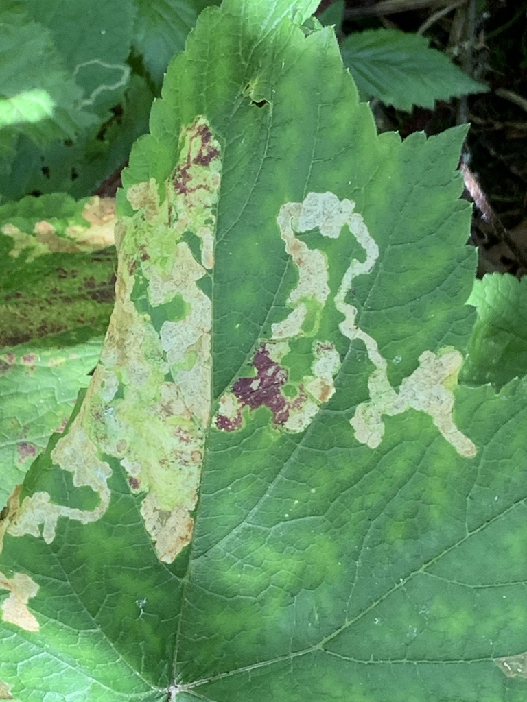 Phytomyza tlingitica