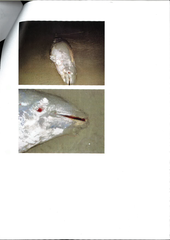 Delphinoidea
