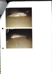 Delphinoidea