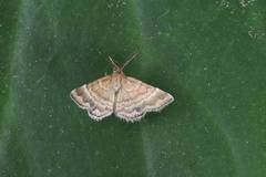Emmiltis pygmaearia