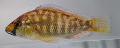 Astatotilapia calliptera