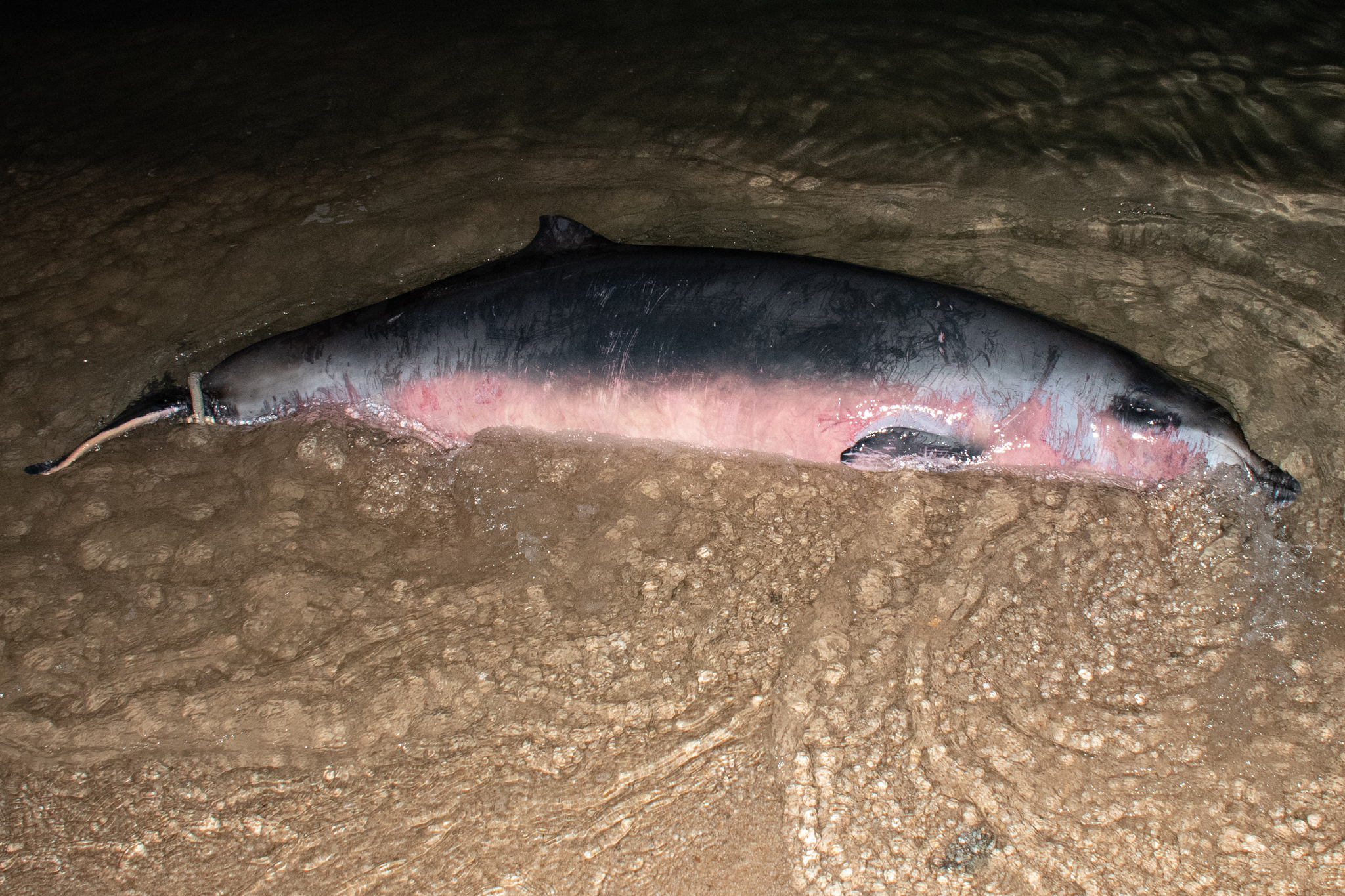 Mesoplodon peruvianus