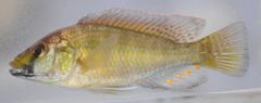 Astatotilapia calliptera