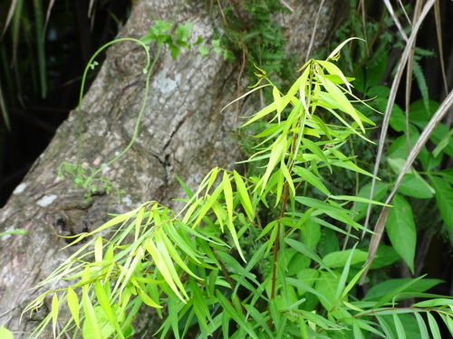 Eugenia biflora, photograph 4