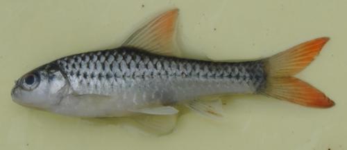 Gele barbeel (Enteromius manicensis) — Cyprinidae — 2