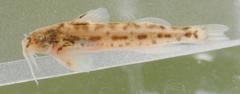 Eastern Sand Catlet photo 2