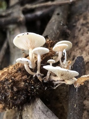 Rhizocybe albida