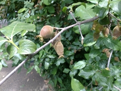 Chimonanthus praecox