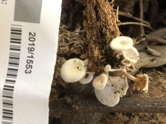 Rhizocybe albida