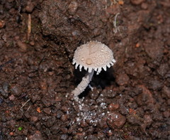 Melanophyllum haematospermum