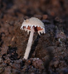 Melanophyllum haematospermum