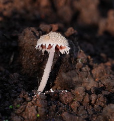 Melanophyllum haematospermum