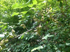 Chimonanthus praecox