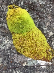 Crossidium spiralifolium