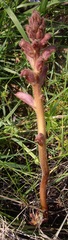 Orobanche caryophyllacea