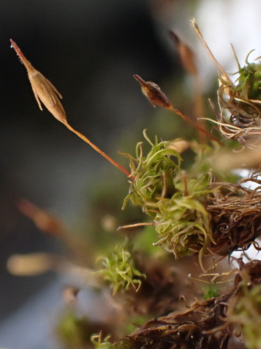 Ptychomitrium gardneri observed 2024-06-05