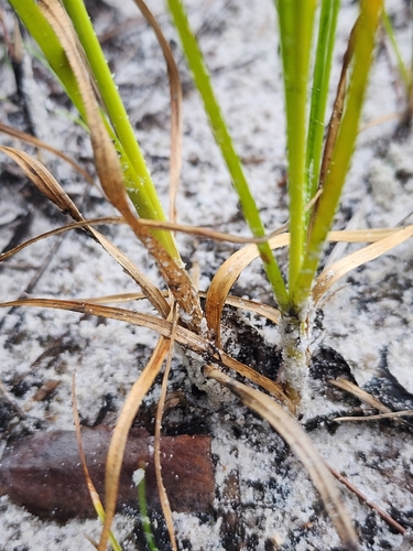 Image of Cyperus lecontei by (c) Scott Allen Davis, some rights reserved (CC BY)
