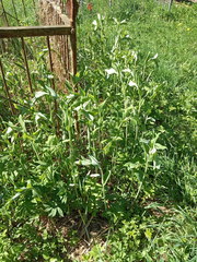 Polygonatum × hybridum
