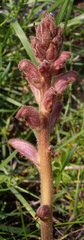 Orobanche caryophyllacea