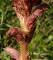 Orobanche caryophyllacea