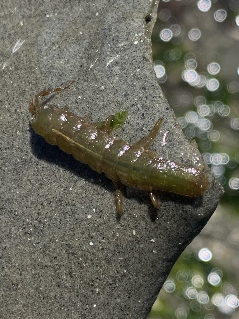 Eelgrass Isopod from Possession Sound, Oak Harbor, WA, US on June 7 ...