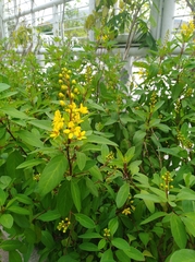 Galphimia glauca