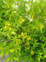 Galphimia glauca