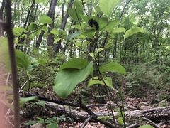 Kaniska canace nojaponicum