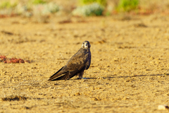 Black Falcon photo 2