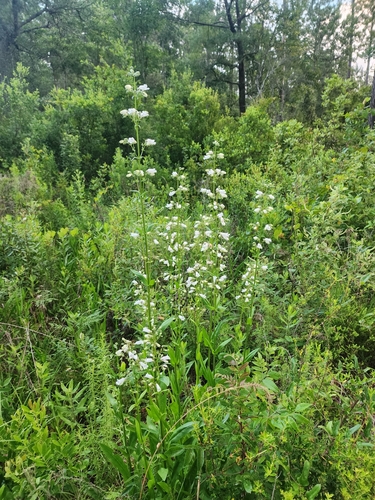 Image of Penstemon multiflorus by (c) Scott Allen Davis, some rights reserved (CC BY)