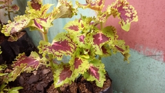Coleus scutellarioides