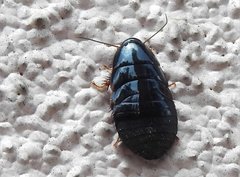 Pycnoscelus surinamensis